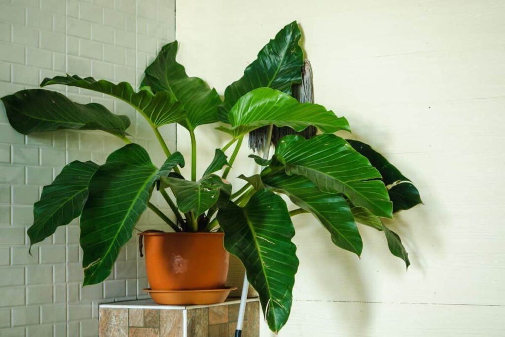 A planta resistente que vai mudar sua relação com o verde